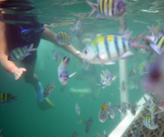 Pulau Payar