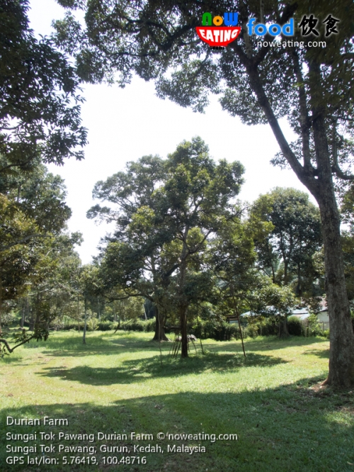 Durian Farm